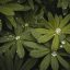 读者「北岸的雨」的评论头像，浅色背景上的抽象图案