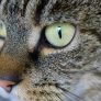 读者「核验台上的猫」的头像，一只趴在键盘边的猫的剪影