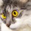 读者「砚台边的猫」的评论头像示意图