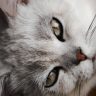 读者南岸的猫的头像，趴在木地板上的橘猫